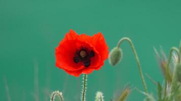 een dichtbij omhoog van een rood papaver bloem. de bloem is in vol bloeien en heeft een helder rood kleur. concept van schoonheid en levendigheid, net zo de rood kleur van de bloem staat uit tegen de blauw achtergrond. video