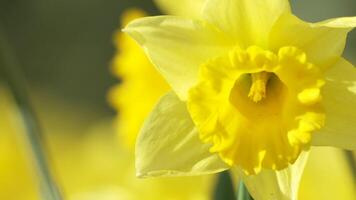 geel gele narcis bloemen bloeiend bloeiend Aan natuurlijk achtergrond, 4k video