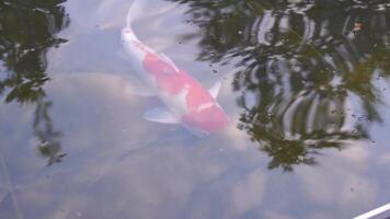 A fish is swimming in a pond. The water is calm and clear. The fish is orange and white. video