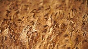 maduro trigo orejas balanceo en viento en agrícola campo. antes de la cosecha. representando grano cosecha crecimiento. ilustrando agrícola cosecha desarrollo. video