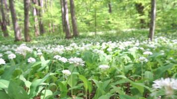 un campo de blanco flores allium ursinum con verde hojas. el flores son dispersado a lo largo de el campo, con algunos cerca a el primer plano y otros más lejos atrás. video