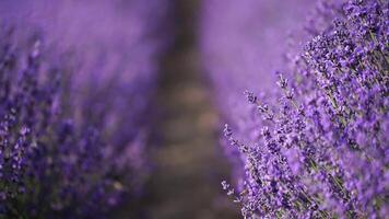 bloeiend lavendel veld. mooi Purper bloemen. regionaal biologisch teelt. video