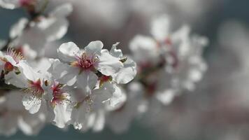wit bloesems amandel lente, sieren boom takken onder helder zonlicht, markering de aankomst van de lente. bloeiend in voorjaar seizoen. video