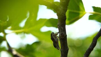 metraggio di il intenso ronzio di cicale. il cicala si siede su un' Figura albero. lento registrazione. cicala liriste plebejus. video