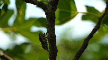 4k antal fot av de intensiv surrande av cikador. en cikada sitter på en fikon träd. inspelning med ljud. cikada lyristes plebejus. video