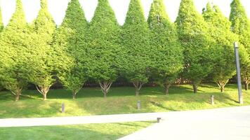 A row of trees with green leaves and a path in between. The trees are tall and leafy, creating a lush and serene atmosphere. video