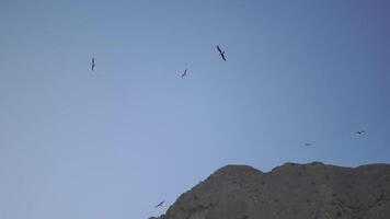 un' gregge di uccelli volante nel il cielo. il cielo è chiaro e blu. video