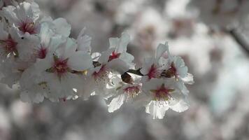 blanco flores almendra primavera, adornar árbol ramas debajo brillante luz de sol, calificación el llegada de primavera. floración en primavera estación. video