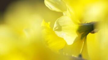 giallo narciso fiori fioritura fiorente su naturale sfondo, 4k video