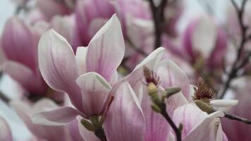 magnolia sulanjana fiori con petali nel il primavera stagione. un' leggero brezza si agita il bellissimo rosa magnolia fiori nel molla, selettivo messa a fuoco. video