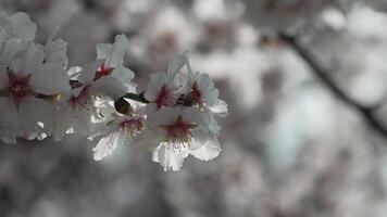 blanco flores almendra primavera, adornar árbol ramas debajo brillante luz de sol, calificación el llegada de primavera. floración en primavera estación. video