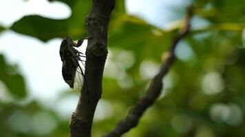 4k beeldmateriaal van de intens zoemend van krekels. een cicade zit Aan een fig boom. opname met geluid. cicade lyristen plebejus. video