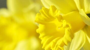 geel gele narcis bloemen bloeiend bloeiend Aan natuurlijk achtergrond, 4k video