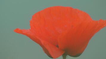 een dichtbij omhoog van een rood papaver bloem. de bloem is in vol bloeien en heeft een helder rood kleur. concept van schoonheid en levendigheid, net zo de rood kleur van de bloem staat uit tegen de blauw achtergrond. video