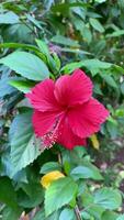 primo piano di un fiore di ibisco rosso video