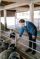 Little girl and dad feed sheep in a pen with hay through the fence photo