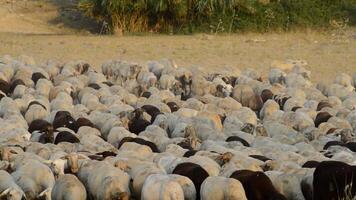 des moutons dans bétail en marchant à coucher, bétail video