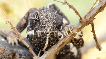 Common chameleon in a branch a sunny day video