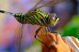 macrofotografía. animal de cerca. macro foto de un verde libélula. un verde libélula es sentado en un seco hoja. bandung, Indonesia