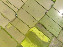 Paddy fields in the valley. Aerial drone view of vast Agriculture fields on the edge of the city. View from above, tropical green background. Above. Agriculture Industry. Shot from drone photo