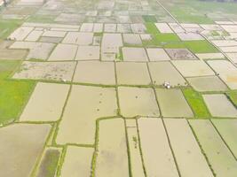Paddy fields in the valley. Aerial drone view of vast Agriculture fields on the edge of the city. View from above, tropical green background. Above. Agriculture Industry. Shot from drone photo