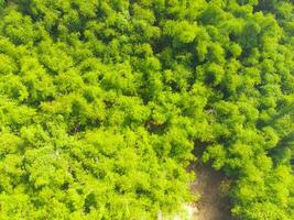 Aerial shot of lush trees in the countryside. Landscape of many trees growing around the village like a tropical forest. Wood industry. Above. Tropical forest. Shot from a drone flying 100 meters photo