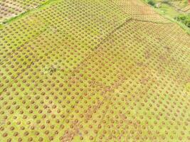 Aerial view of corn fields Bandung city, Indonesia. Landscape of a newly planted corn field. Agricultural Field. Above. Agricultural Industry. Shot from a drone flying 100 meters photo