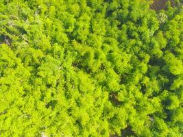 Aerial shot of lush trees in the countryside. Landscape of many trees growing around the village like a tropical forest. Wood industry. Above. Tropical forest. Shot from a drone flying 100 meters photo