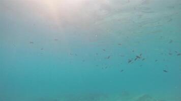 Pesci nuoto nel il mare video