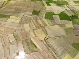 Cikancung rice terraces. Abstract and geometric aerial drone view of Agriculture fields. View from above, tropical green background. Above. Agriculture Industry. Shot from drone flying 100 meters photo