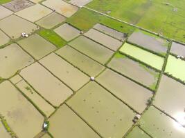 Paddy fields in the valley. Aerial drone view of vast Agriculture fields on the edge of the city. View from above, tropical green background. Above. Agriculture Industry. Shot from drone photo