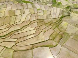 Paddy fields in the valley. Aerial drone view of vast Agriculture fields on the edge of the city. View from above, tropical green background. Above. Agriculture Industry. Shot from drone photo
