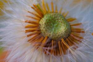 Flower Photography. Plants Closeup. Close up of incomplete dandelion flowers. Dandelion flowers split by the wind. Bandung, Indonesia photo