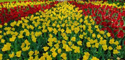 In the spring green park there is a large flowerbed with yellow and red tulips photo