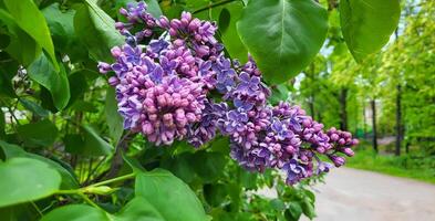 Lilac blossom flowers spring view. Spring lilac flowers. Lilac blooms. A beautiful bunch of lilac photo