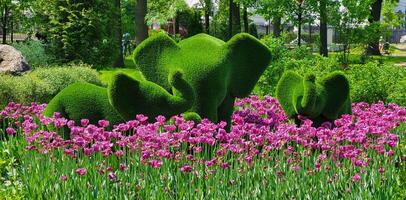 Flowerbed pink tulips with green elephants in the Karyakinsky garden Rybinsk Russia. photo