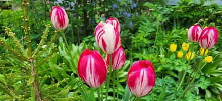 There are bright tulips in the yard on a green flower bed. photo