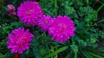 Crimson asters on a background of green leaves in the garden on a flower bed. photo