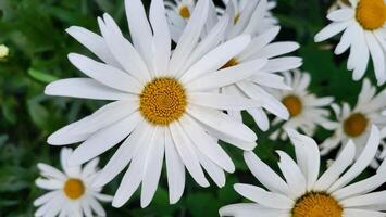 Chamomile in nature. A field of daisies on a sunny day in nature. Daisy-daisy flowers on a summer day photo