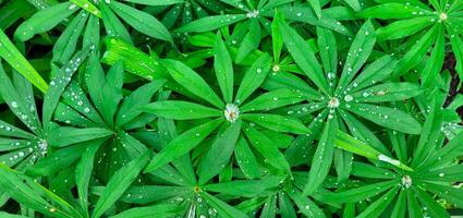 Lupine leaves, dew, water after rain in the leaves. Macro photo of lupine leaves