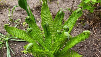 Fern Spiral of Matteuccia is a genus of ferns with one species. Matteuccia struthiopteris common names ostrich fern, fiddlehead fern, or shuttlecock fern photo