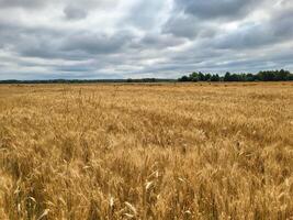 Ears of wheat, ready for harvest, growing in a farmer's field photo