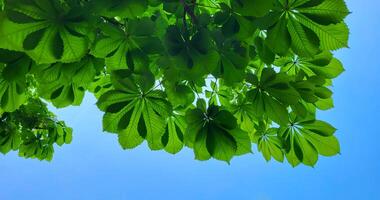 A view from below of the fresh green leaves of a young chestnut tree. Spring green background of chestnut leaves and blue sky. photo