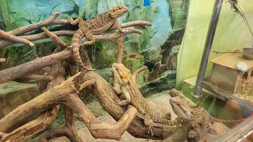 Two brown lizards of the Agamaceae family are sitting in a terrarium on dry branches photo