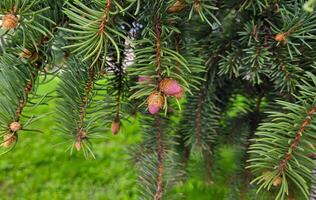 A coniferous branch with young red cones on a beautiful spring day photo