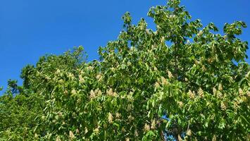 Beautiful chestnut flower plumes against the background of green leaves in the park on a bright sunny day photo