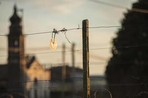 CD hanging outside at sunset photo