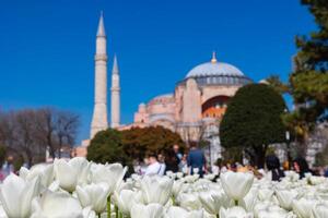 White tulips and Hagia Sophia or Ayasofya Mosque. Istanbul in the spring photo