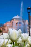 White Tulip with Hagia Sophia on the background. photo