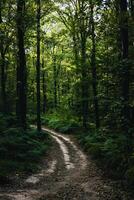 Dirt road in a moody lush forest. Remote location background photo